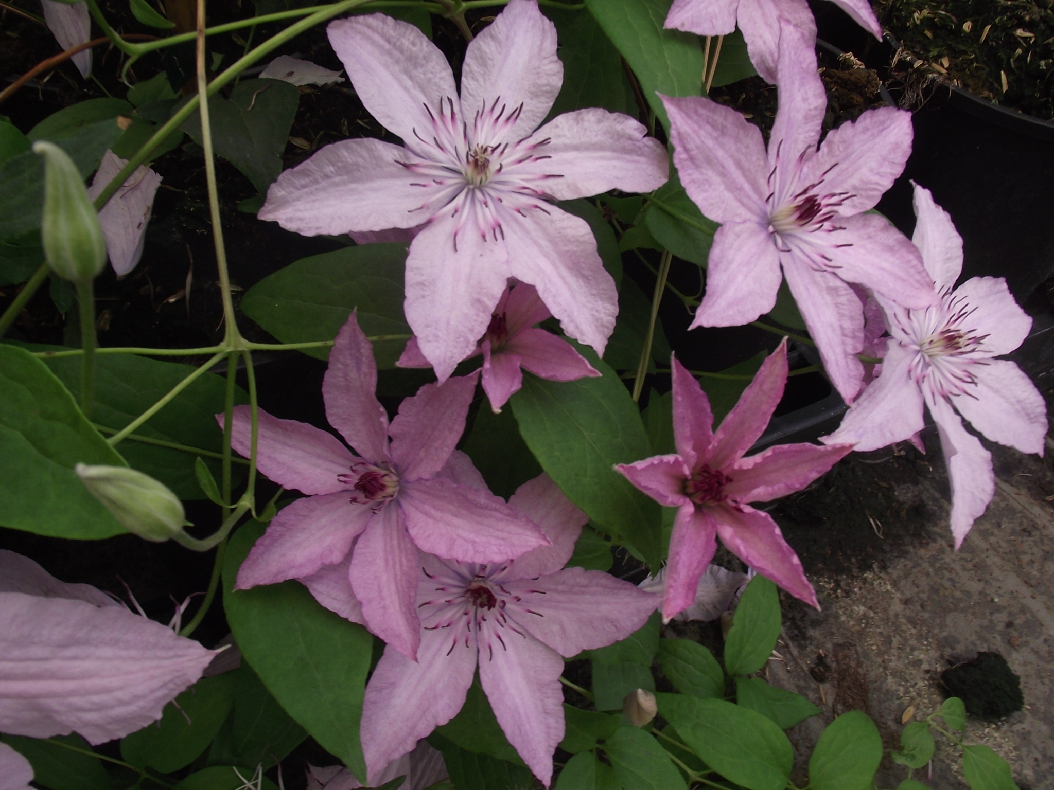 Clematis 'Hagley hybrid'